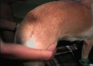 Zoophilic pussy licked by trained dog