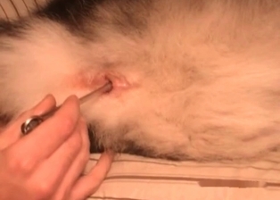 Sexy doggy enjoys anal fingering