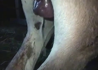Good farm bestiality shot in close-up